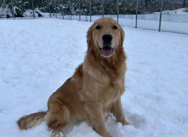 ゴールデンレトリバー【・女の子・2022年8月21日・ゴールド】