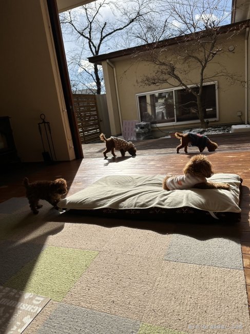 若山　貴宏(わかやま　たかひろ)ブリーダー(岐阜県・トイプードル・JKC登録)の紹介写真3