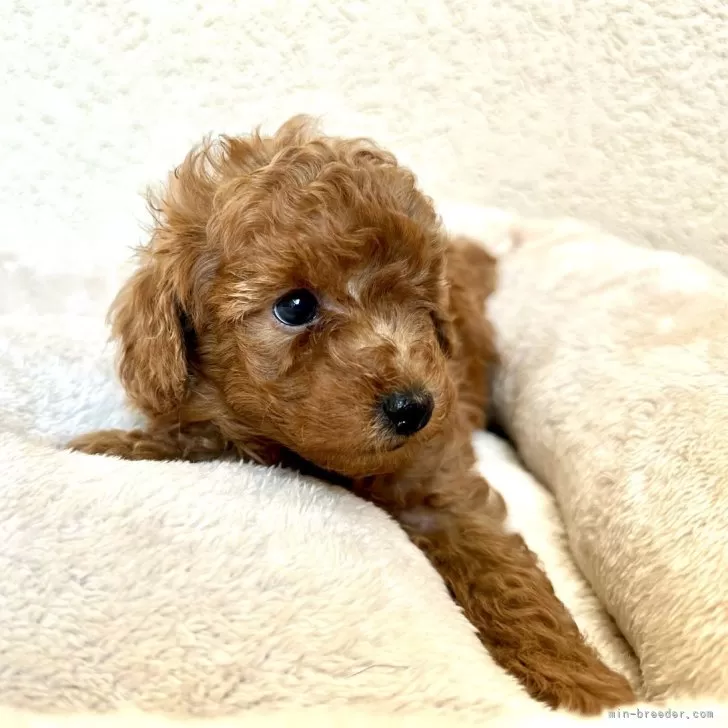 ID：2411-04690の子犬