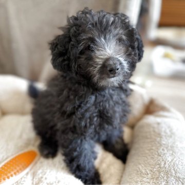 トイプードル(タイニー)【岐阜県・女の子・2025年2月8日・シルバー】の写真「カワイイ女の子」