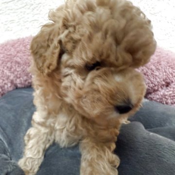 トイプードル(タイニー)【岐阜県・女の子・2025年4月27日・アプリコット】の写真「毛量がとても多くカワイイ女の子ちゃん」