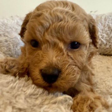 トイプードル(トイ)【岐阜県・女の子・2024年12月31日・アプリコット】の写真「カワイイ女の子ちゃん」