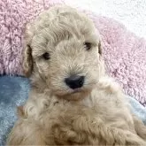 タイニープードル