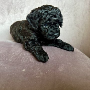 トイプードル(タイニー)【岐阜県・女の子・2024年6月26日・ブラック】の写真「元気いっぱいの女の子」