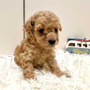 トイプードル(タイニー)【岐阜県・男の子・2023年7月16日・アプリコット】の写真「元気いっぱいの男の子」