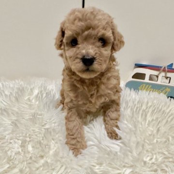 トイプードル(トイ)【岐阜県・男の子・2023年7月16日・アプリコット】の写真「甘えん坊の男の子」