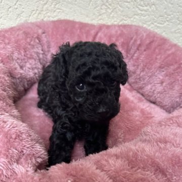 トイプードル(トイ)【岐阜県・男の子・2024年3月9日・ブラック】の写真「元気いっぱいの男の子ちゃん」