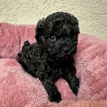 トイプードル(タイニー)【岐阜県・女の子・2024年3月9日・ブラック】の写真「むちゃくちゃ小ぶりの女の子ちゃん」