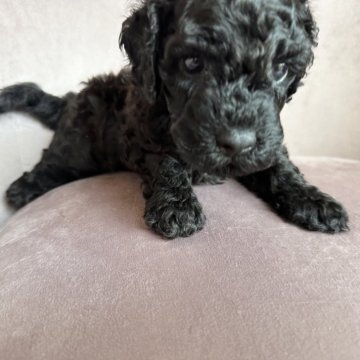 トイプードル(トイ)【岐阜県・男の子・2024年6月26日・ブラック】の写真「甘えん坊の男の子」