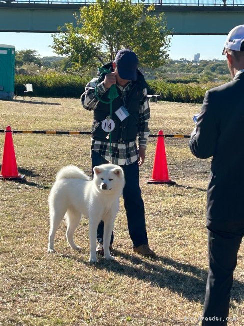 高橋　富万(たかはし　とみかず)ブリーダー(群馬県・秋田犬など・JKC/日本犬保存会/秋田犬保存会/KC登録)の紹介写真6