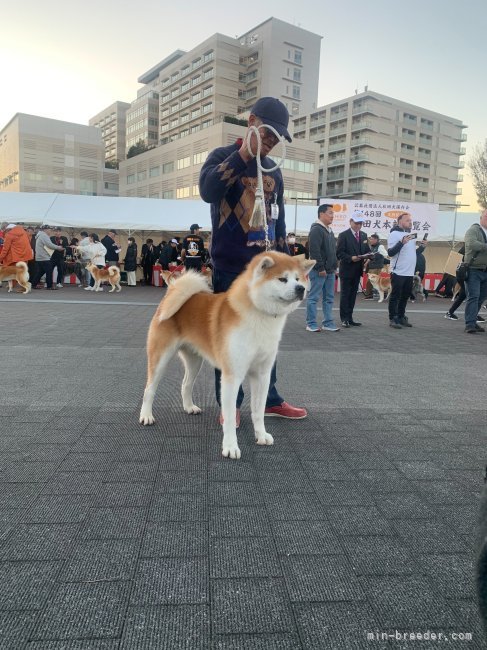 高橋　富万(たかはし　とみかず)ブリーダー(群馬県・秋田犬など・JKC/日本犬保存会/秋田犬保存会/KC登録)の紹介写真7