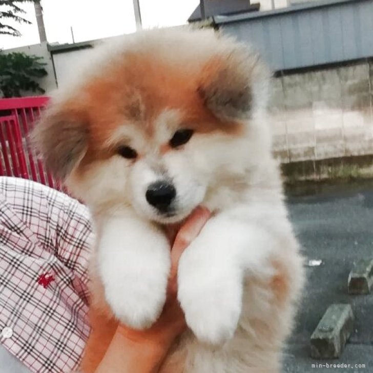 ブリーダー画像