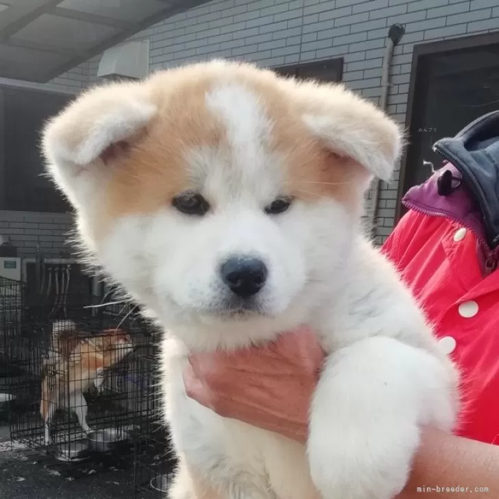 ID：2501-06206の子犬