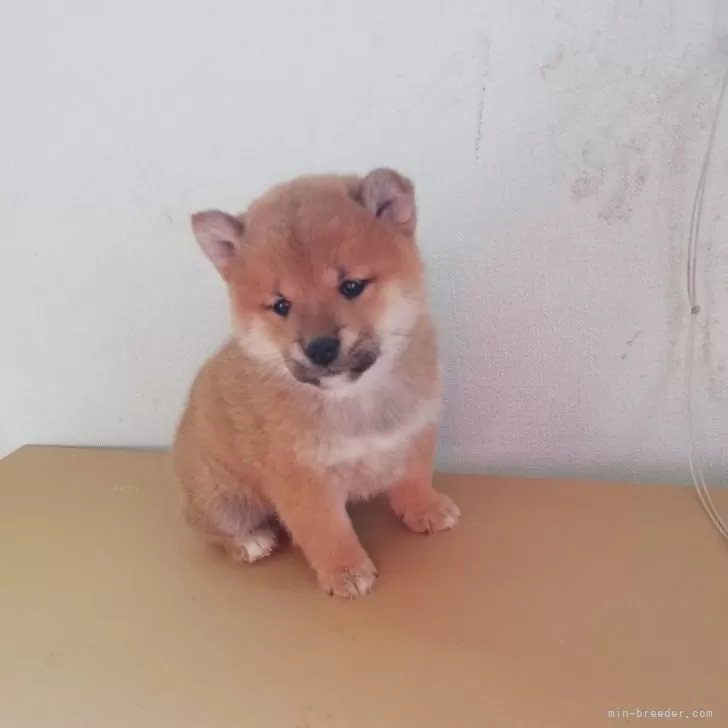 ID:2501-02477の子犬