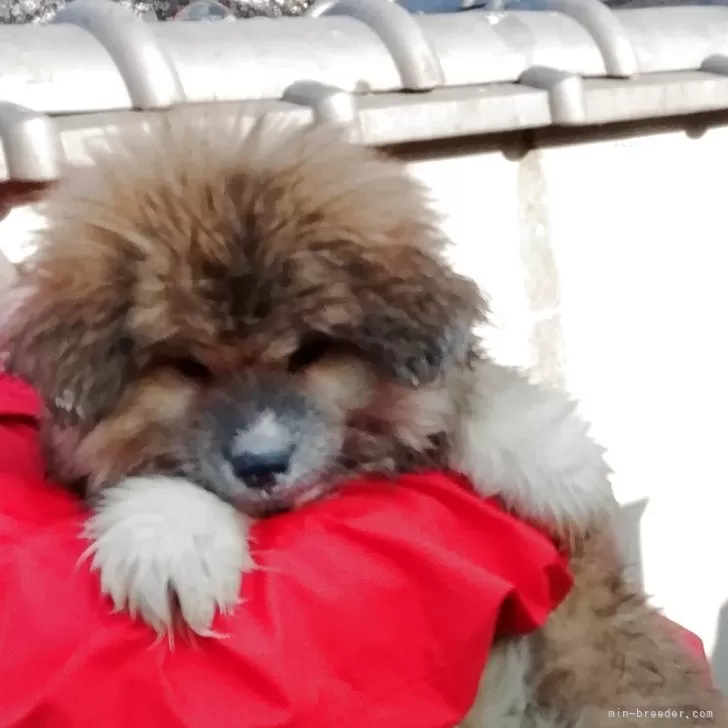 ID：2504-03683の子犬