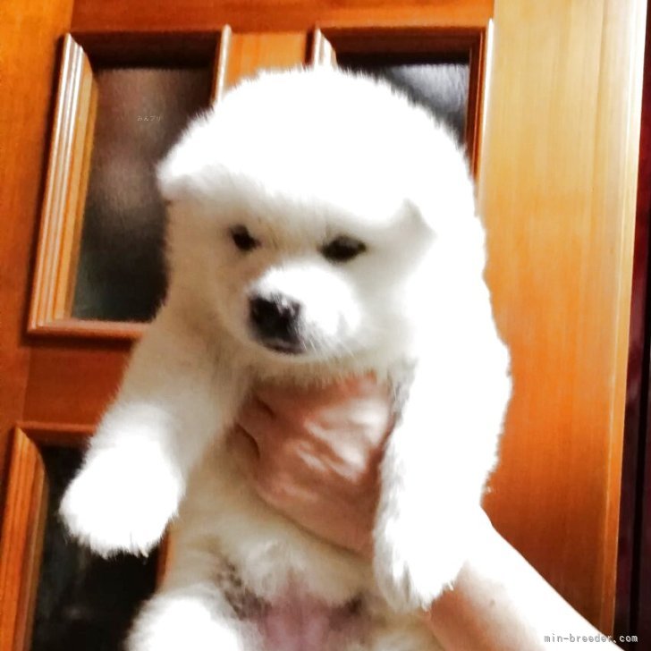 ブリーダー画像