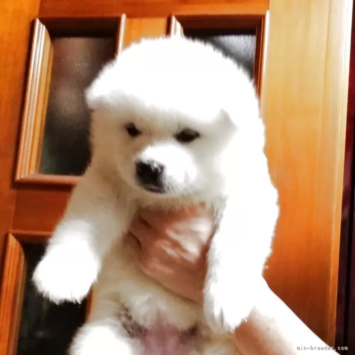 秋田犬【群馬県・女の子・2025年4月5日・白】の写真1