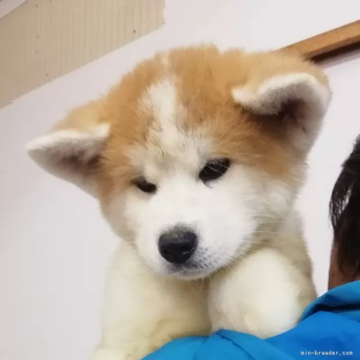 ID:2502-01403の子犬