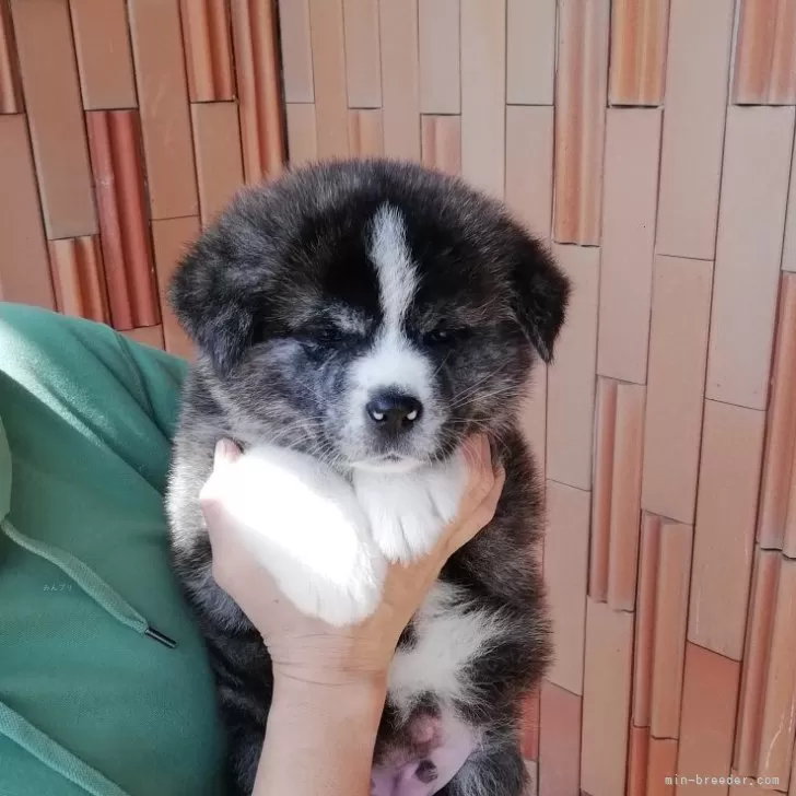 ID：2503-03716の子犬