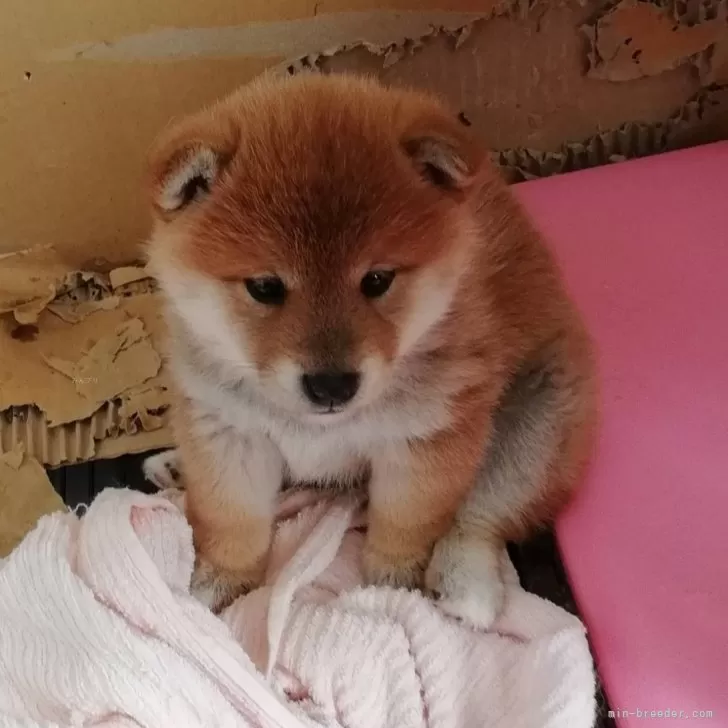 K.T 様のお迎えした子犬