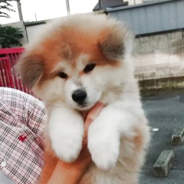 秋田犬【群馬県・男の子・2025年7月15日・赤毛長毛】の写真「モフモフの長毛の可愛い男の子です。」