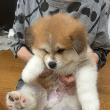秋田犬【群馬県・男の子・2025年7月15日・赤毛】の写真「モフモフの長毛の可愛い男の子です。」