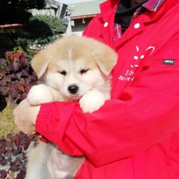 秋田犬【群馬県・女の子・2025年10月6日・赤毛】の写真「人懐っこいがっしりした女の子です。」