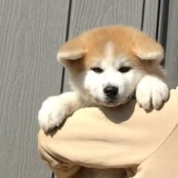 秋田犬【群馬県・女の子・2024年12月20日・赤】の写真「むちむちの太い可愛い女の子です。」