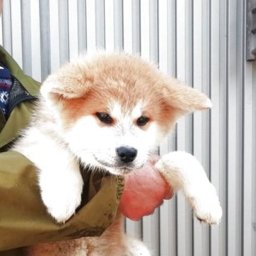 秋田犬【群馬県・女の子・2025年2月2日・赤毛】の写真「赤毛の綺麗な目が綺麗な女の子です。」