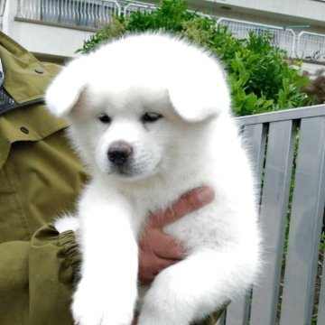 秋田犬【群馬県・男の子・2025年4月5日・白】の写真「とっても可愛いです。」
