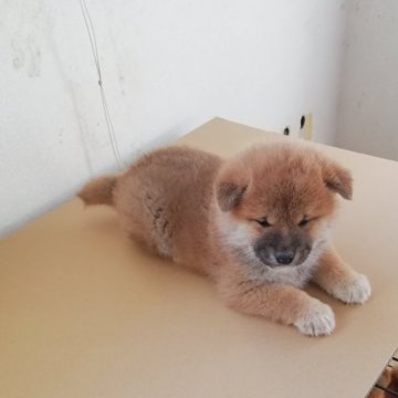 柴犬(標準サイズ)【群馬県・男の子・2024年11月12日・赤毛】の写真「まるまる太った男の子です。」