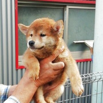 柴犬(標準サイズ)【群馬県・男の子・2025年5月29日・赤毛】の写真「小さくて可愛い男の子です。」