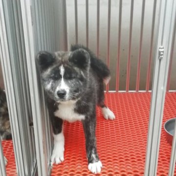 秋田犬【群馬県・男の子・2025年2月28日・虎毛】の写真「綺麗な虎毛の男の子です。」