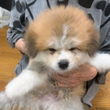 秋田犬【群馬県・男の子・2025年7月15日・赤毛長毛】の写真「モフモフの長毛の可愛い男の子です。」