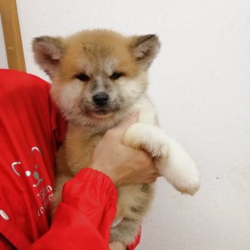 秋田犬【群馬県・男の子・2025年2月18日・赤毛】の写真「目形の良いイケメンのがっちりした男の子です。」