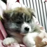 秋田犬