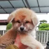 秋田犬