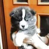 秋田犬