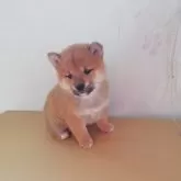 柴犬(標準サイズ)【群馬県・女の子・2024年11月12日・赤毛】の写真1