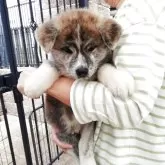秋田犬
