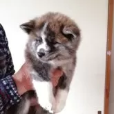 秋田犬【群馬県・女の子・2025年3月15日・虎毛】の写真1