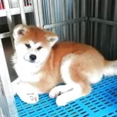秋田犬