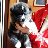 秋田犬