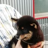柴犬(標準サイズ)