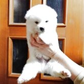 秋田犬