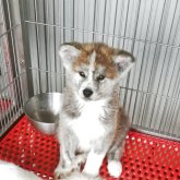 秋田犬