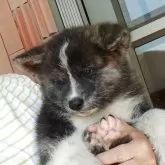 秋田犬