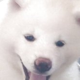 秋田犬