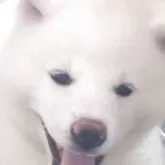 秋田犬