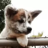 秋田犬